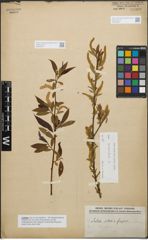 Foto von Salix alba L. x Salix fragilis L.